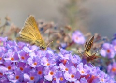 Polites themistocles