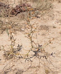 Ceratocarpus arenarius