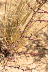 Girgensohnia oppositiflora