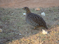 Campocolinus coqui coqui