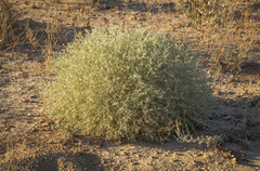 Ceratocarpus arenarius