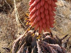 Aloe peglerae