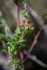 Goodia medicaginea