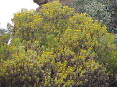 Senecio barbertonicus