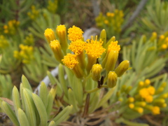 Senecio barbertonicus