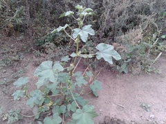 Malva verticillata