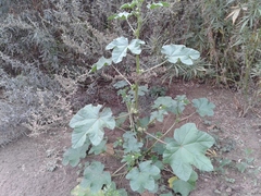 Malva verticillata