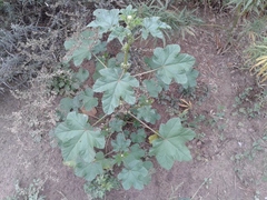 Malva verticillata