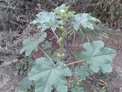 Malva verticillata