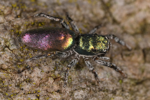 Salticus peckhamae photo 3