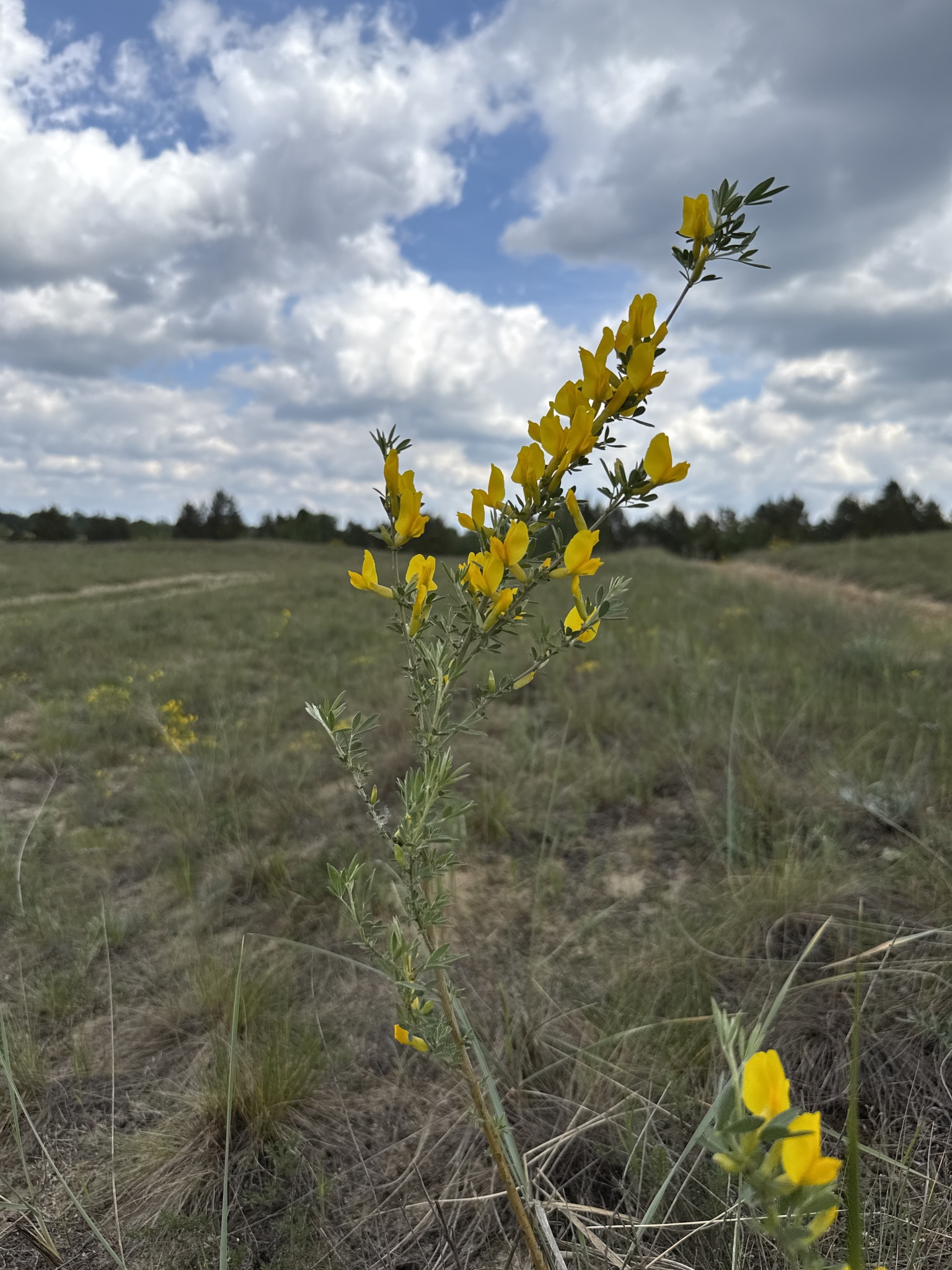 Chamaecytisus borysthenicus