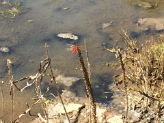 Sympetrum illotum