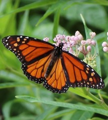 Danaus plexippus