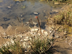 Sympetrum illotum