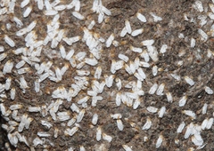 Quernaspis quercus