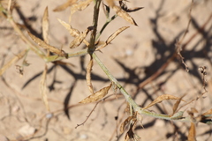 Ceratocarpus arenarius