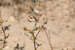 Ceratocarpus arenarius