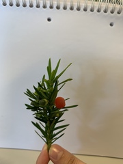 Taxus baccata