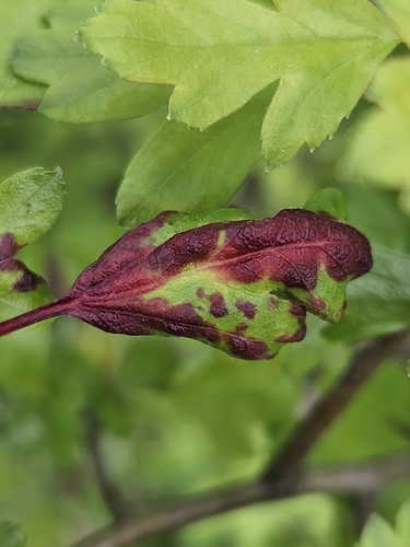Dysaphis nuotrauka