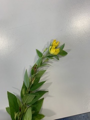 Lysimachia punctata