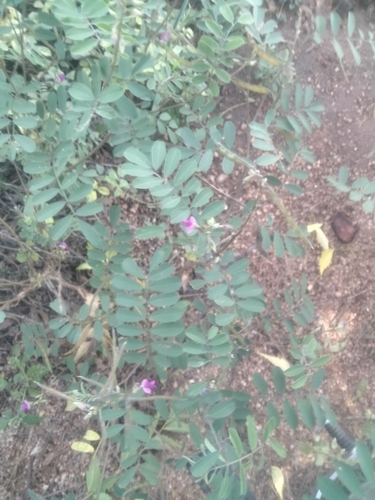 Image of Tephrosia purpurea by (c) vaazhaikumar, some rights reserved (CC BY)
