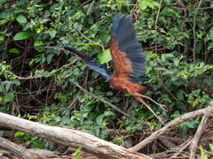 Agami Heron photo 3