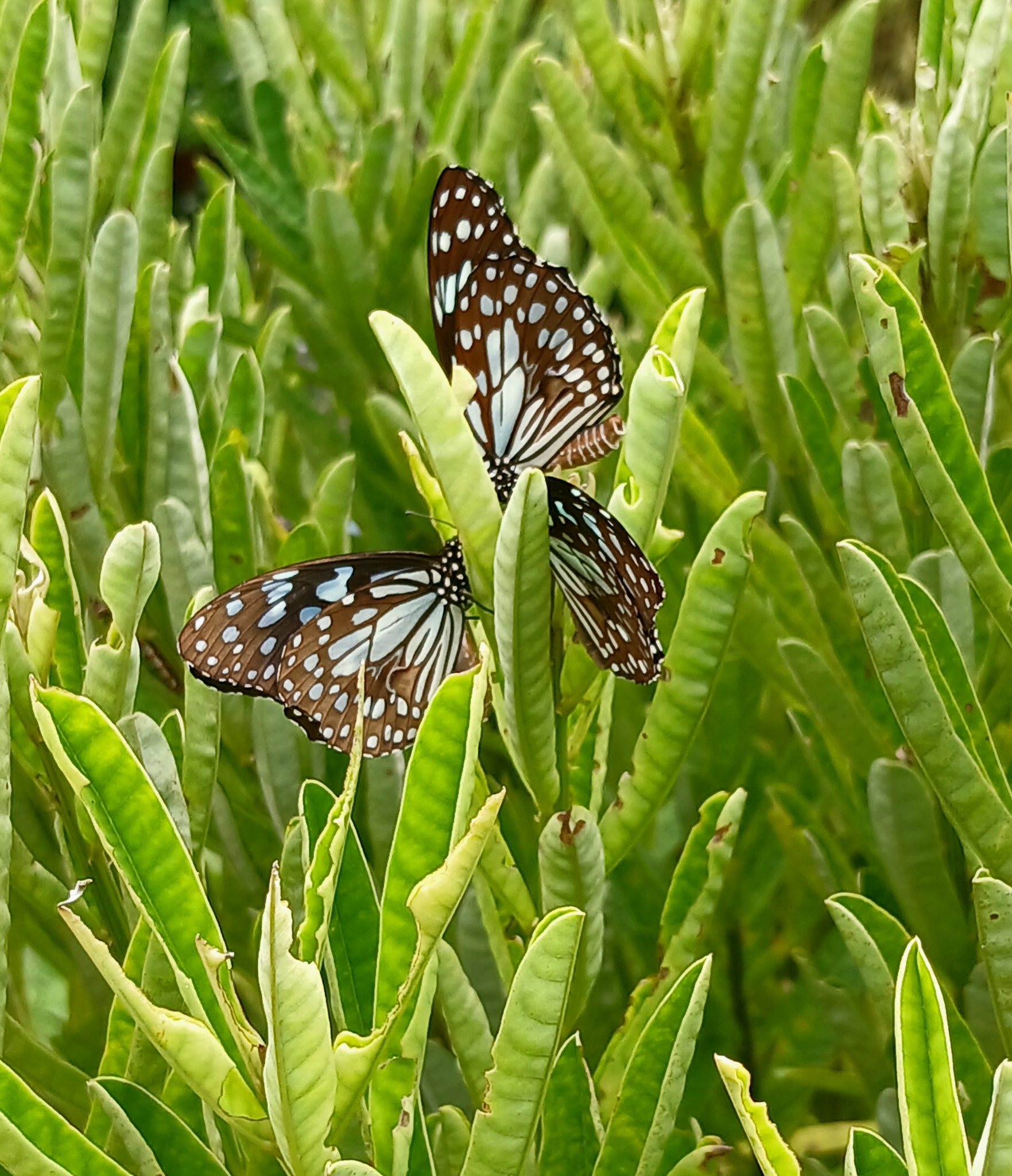 Blue Tiger