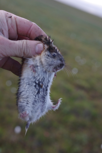 Arctic Lemming