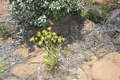 Kalanchoe paniculata