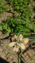 Moraea vegeta