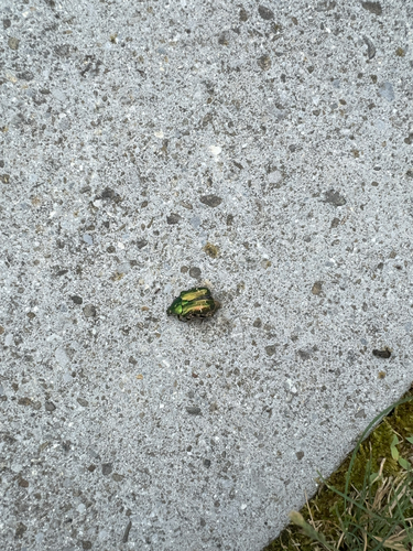Goldglänzender Rosenkäfer
