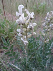 Oxytropis sericea