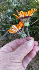 Gazania ciliaris