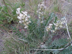 Oxytropis sericea