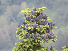 Abies mariesii