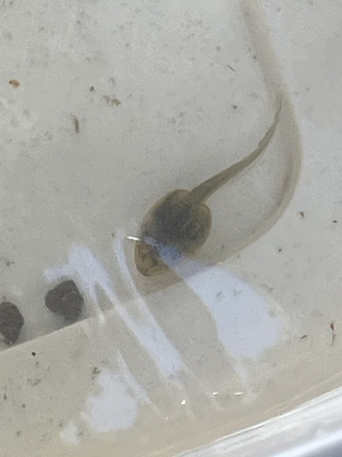 Komplex Kleiner Wasserfrosch