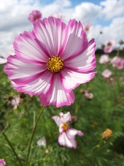 Cosmos bipinnatus