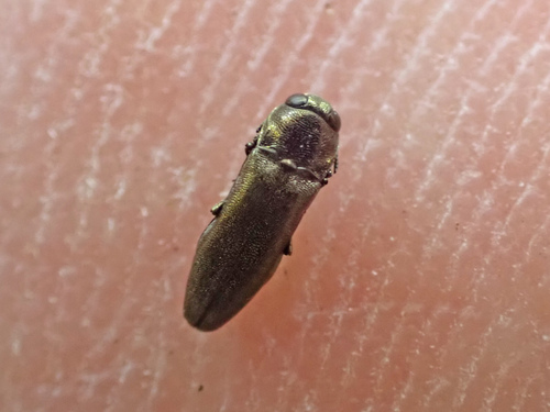 Agrilus xantippus