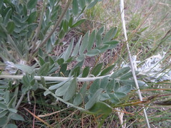 Oxytropis sericea