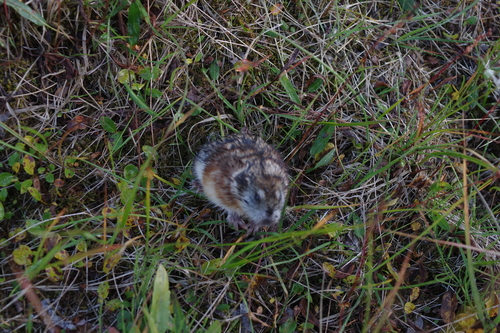 Arctic Lemming