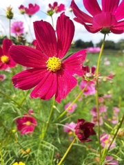 Cosmos bipinnatus