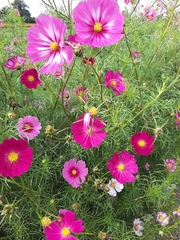 Cosmos bipinnatus