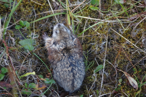 Arctic Lemming