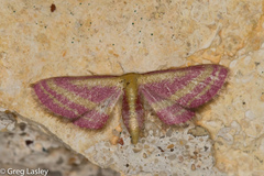 Leptostales laevitaria