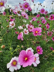 Cosmos bipinnatus