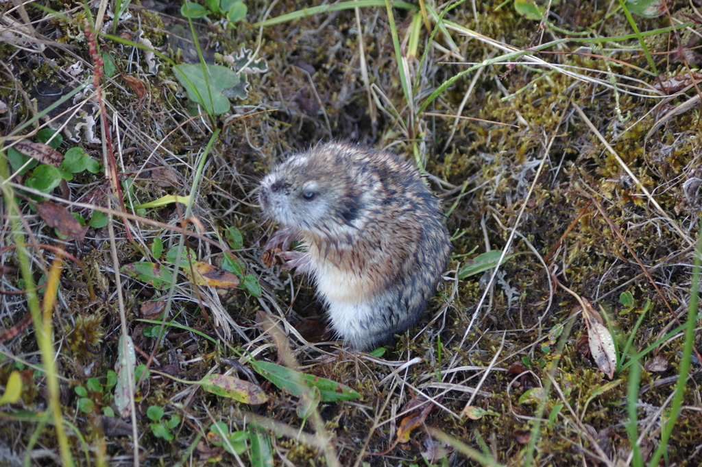 Palearctic Collared Lemming