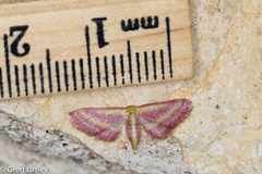 Leptostales laevitaria