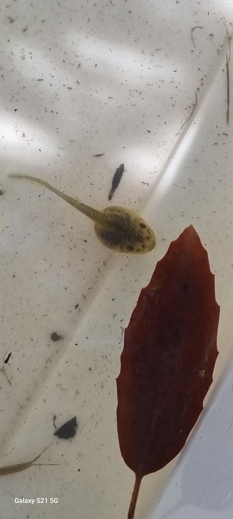 Komplex Kleiner Wasserfrosch