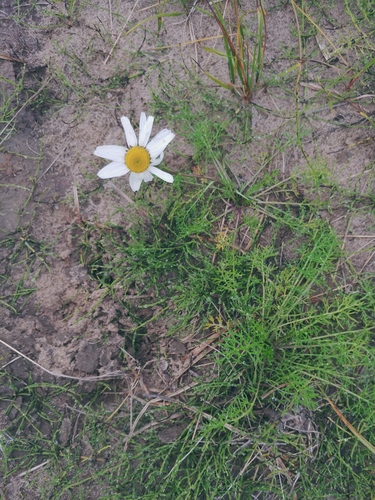 Tripleurospermum hookeri