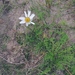 Tripleurospermum hookeri - Photo (c) Сергей Дудов, some rights reserved (CC BY-NC), uploaded by Сергей Дудов